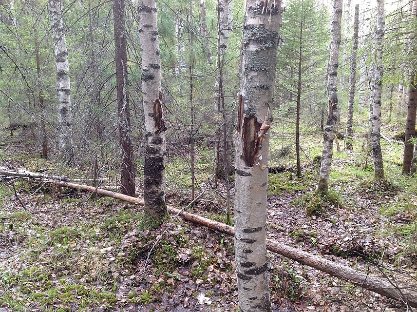 В лесу еще хороши видны зарубки, которые 5 лет назад оставили сотрудники МЧС Фото: Андрей ГОРБУНОВ