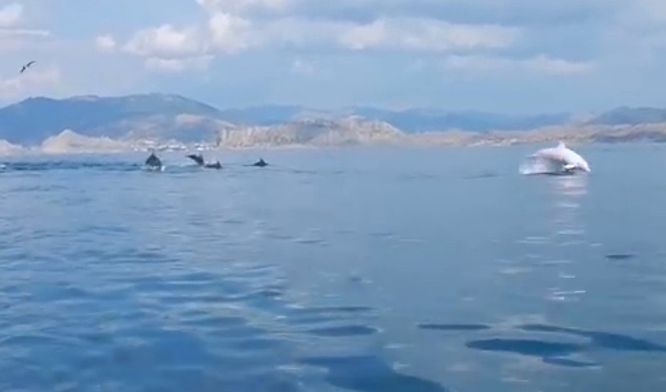 Альбинос - единственный в Черном море белый дельфин. Чтоб полюбоваться им, на Меганом приезжает множество туристов. Фото: Андрей Пермяков