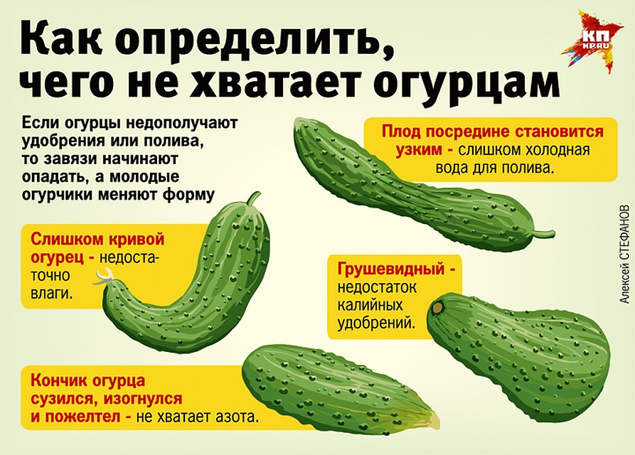 Как определить, чего не хватает огурцам Фото: Алексей СТЕФАНОВ