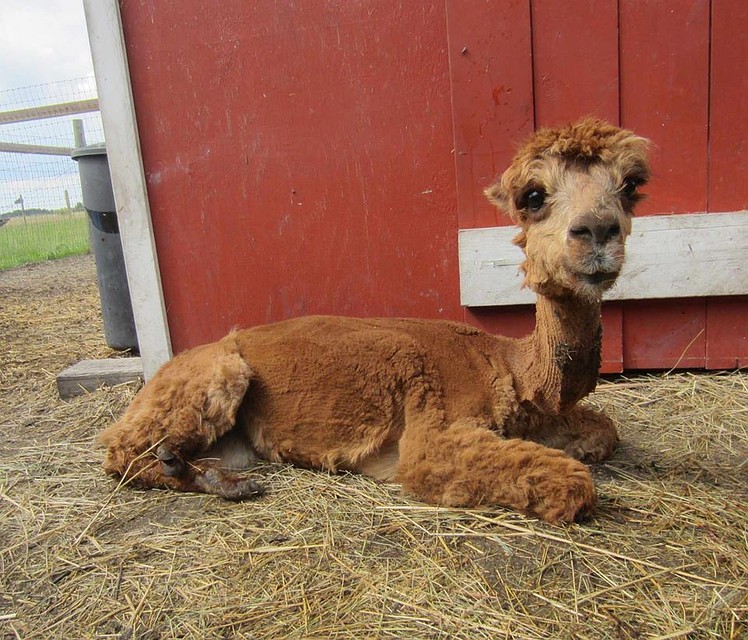 Это такие пушистые обаяхи, близкие родственники верблюдов. Фото: Facebook @313Farms