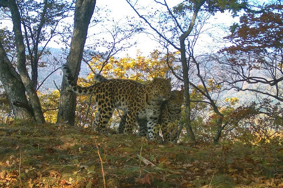 Королева Борте нежно обнимает своего котенка. Фото: фотоловушка ФГБУ «Земля леопарда»