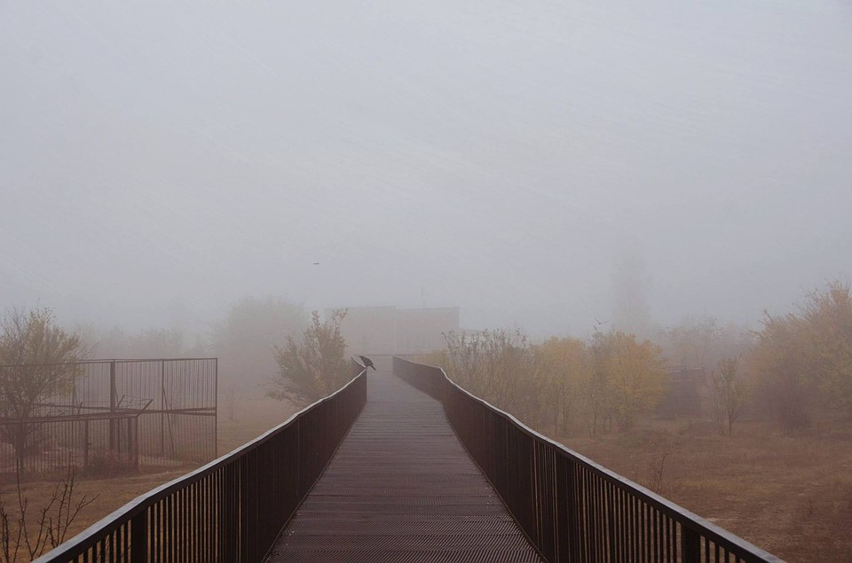 В тумане трудно понять, что произошло в прайде. Фото: Татьяна Алексагина.