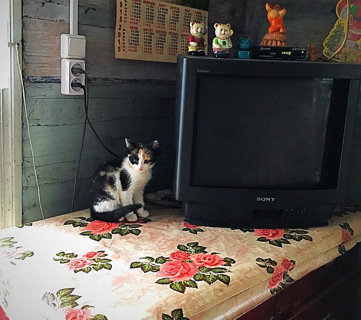 Кошек здесь так много, что и не сосчитать Фото: Анна ГЛАДКИХ