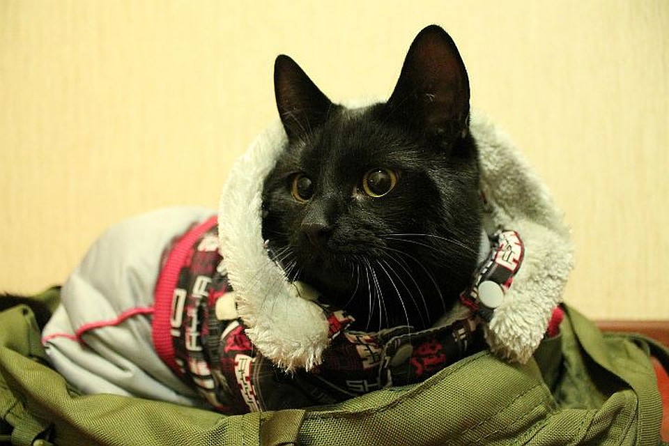 Кот Сэм из Мурманска. Фото: vk.com/walkingplanet