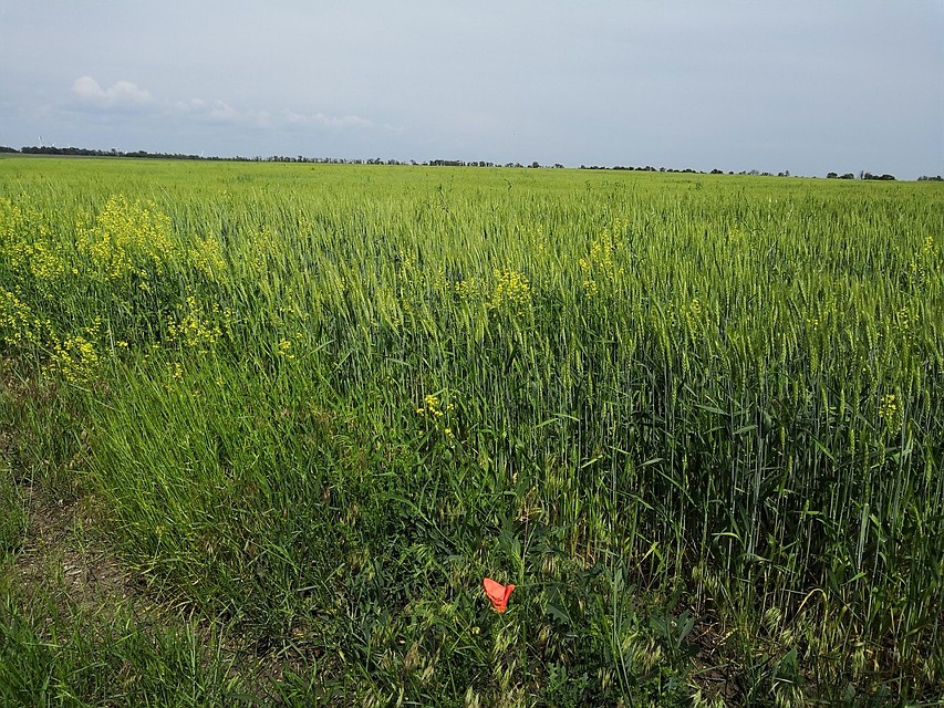 Поля Саханки. Фото: Юлия АНДРИЕНКО