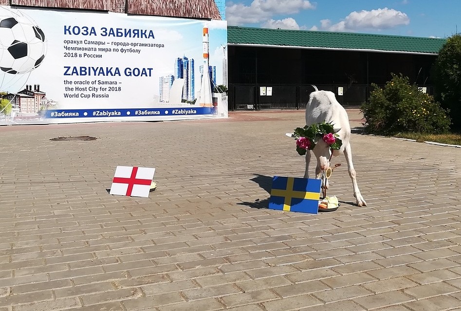 Забияка не задумываясь подошла к тарелке с флагом Швеции Фото: Евгения ВАСИНА