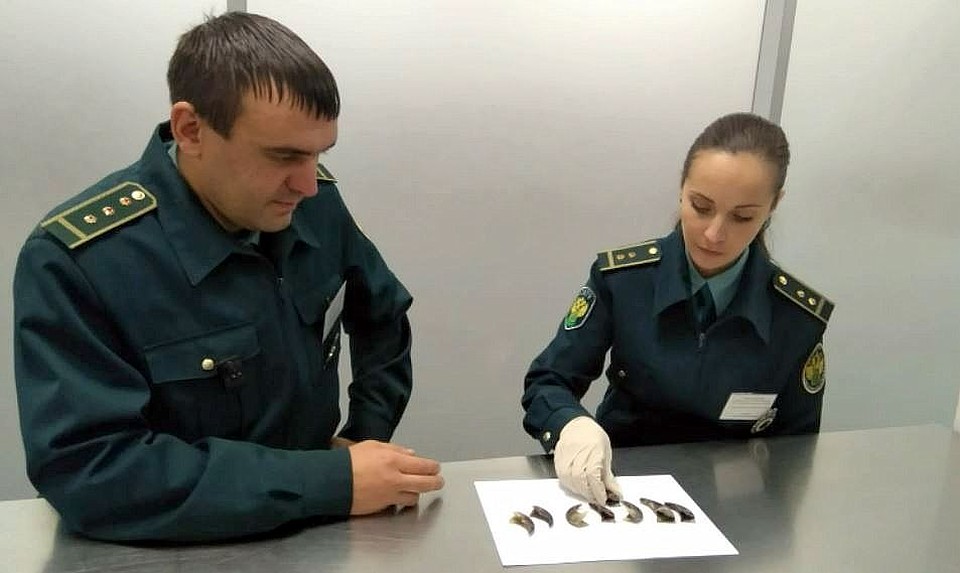 Китаянка пыталась вывести из Хабаровска медвежьи когти, спрятанные в кармане куртки. ФОТО: Хабаровская таможня.