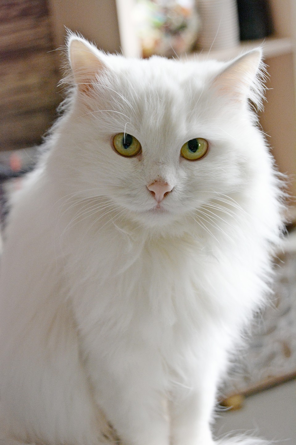 Красавица Снежа. Фото: котокафе «Котофей»