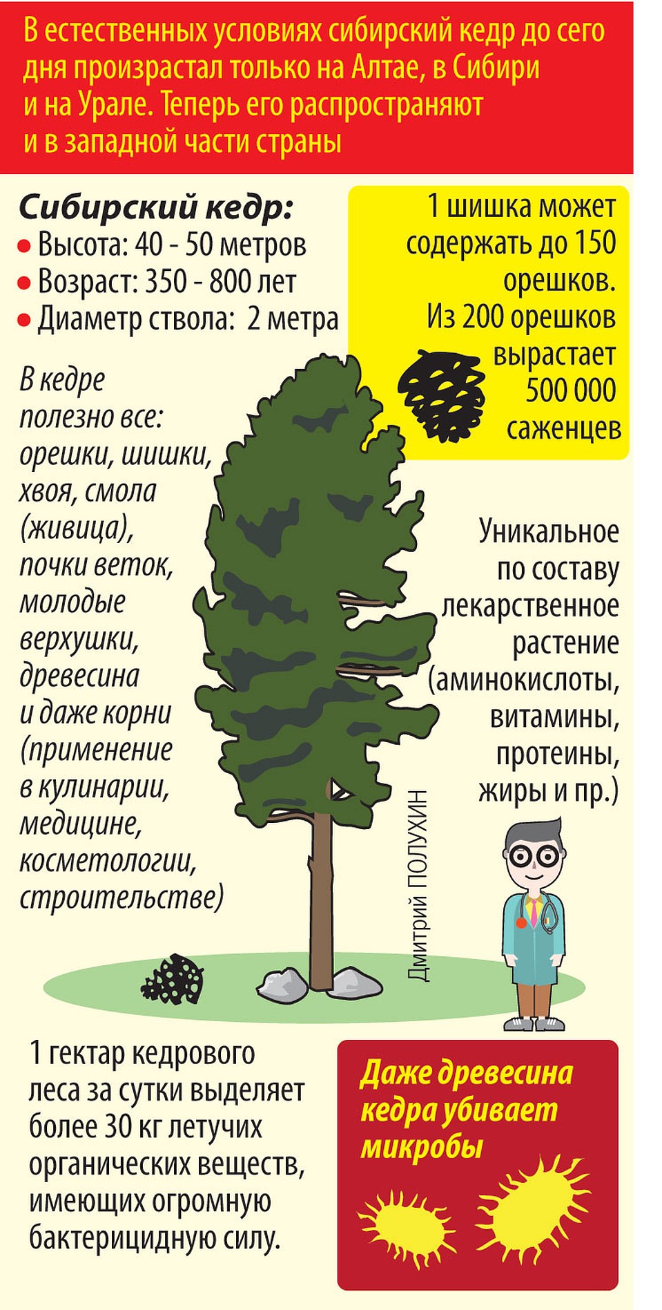 Сибирский кедр.