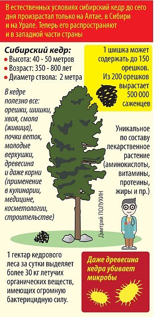 Сибирский кедр.
