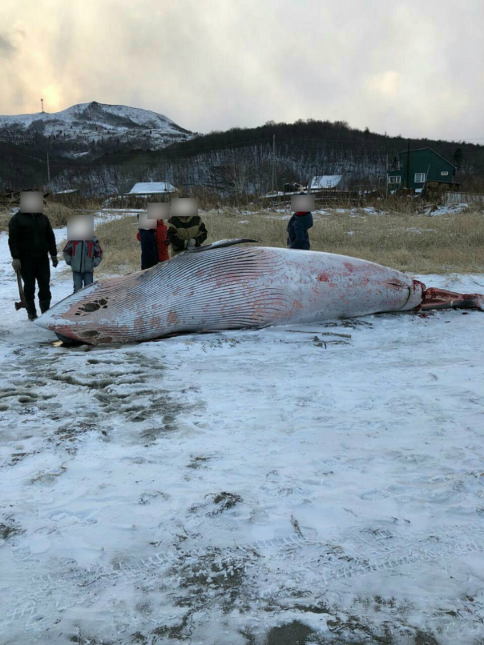 На берег Сахалина выбросило морское чудовище. ФОТО: Предоставлено местными жителями