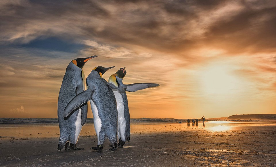 Фото: Wim Van Den Heever