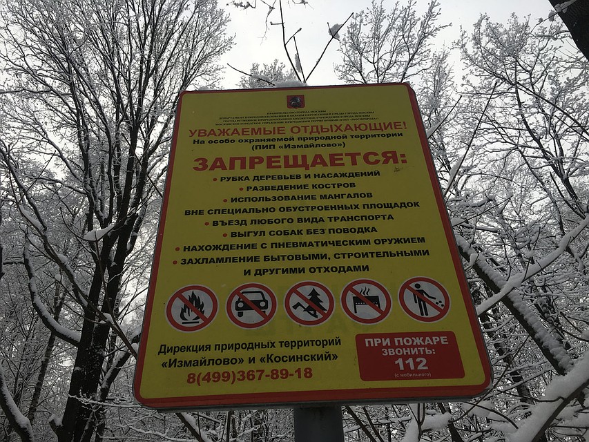 Иногда граждане переступают через закон и пытаются своровать ёлку в каком-нибудь лесопарке. В случае поимки нарушителю придётся возместить ущерб. Фото: Павел КЛОКОВ