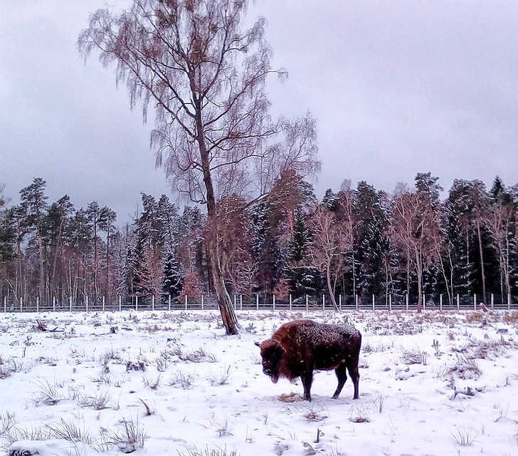 Зубр в Беловежской пуще. Фото: Ульяна СКОЙБЕДА