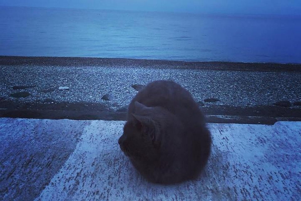 Кот, который сторожит море. Фото: Instagram Сергея Кузнецова.