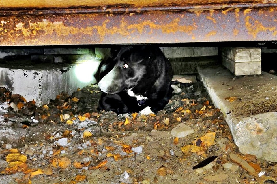 Под толстым стальным полом собачка согнулась в три погибели. Фото: vk.com/rescuemurman
