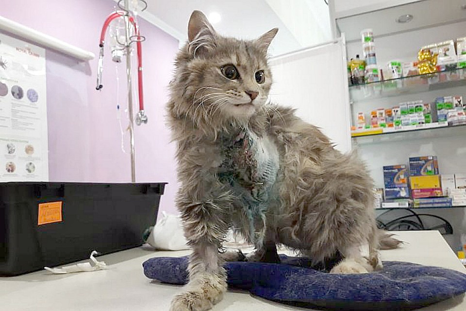 Кошке пришлось ампутировать поврежденную лапу.