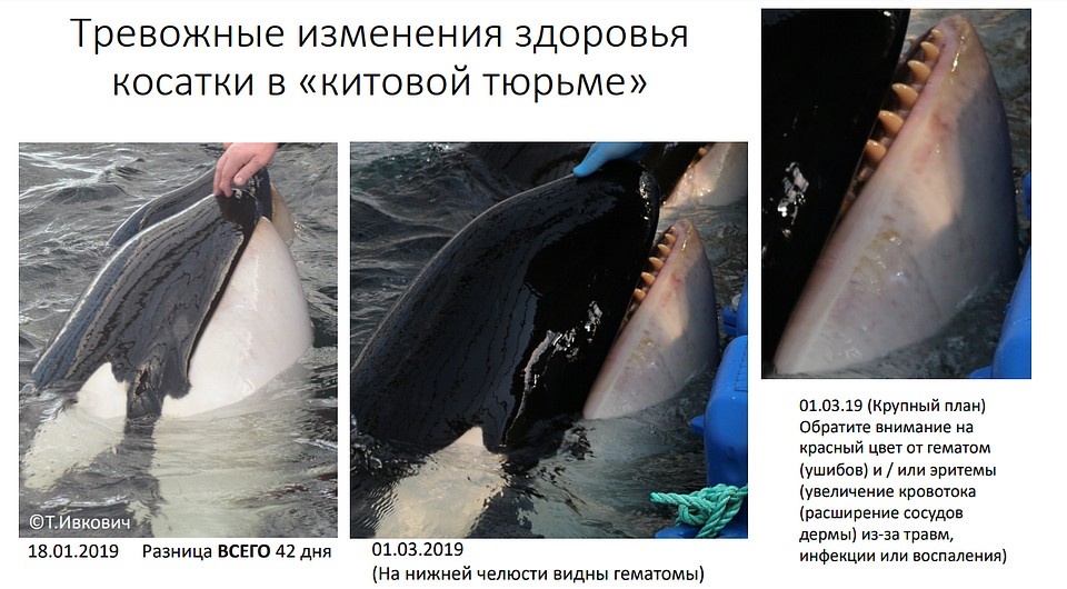 Гематомы могли возникнуть по нескольким причинам. Фото: freerussianwhales.org