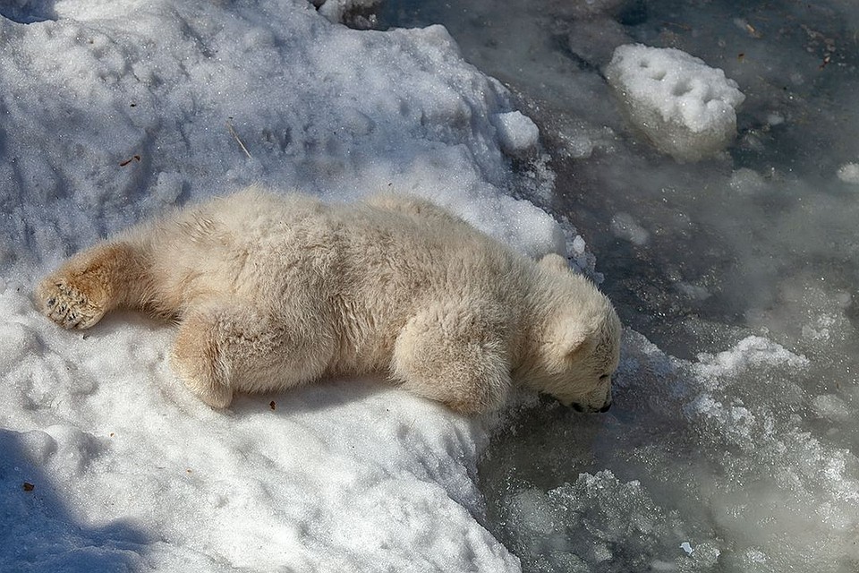 Скоро можно будет наблюдать за водными играми брата и сестры. Фото: vk.com/novosibirsk_zoo.