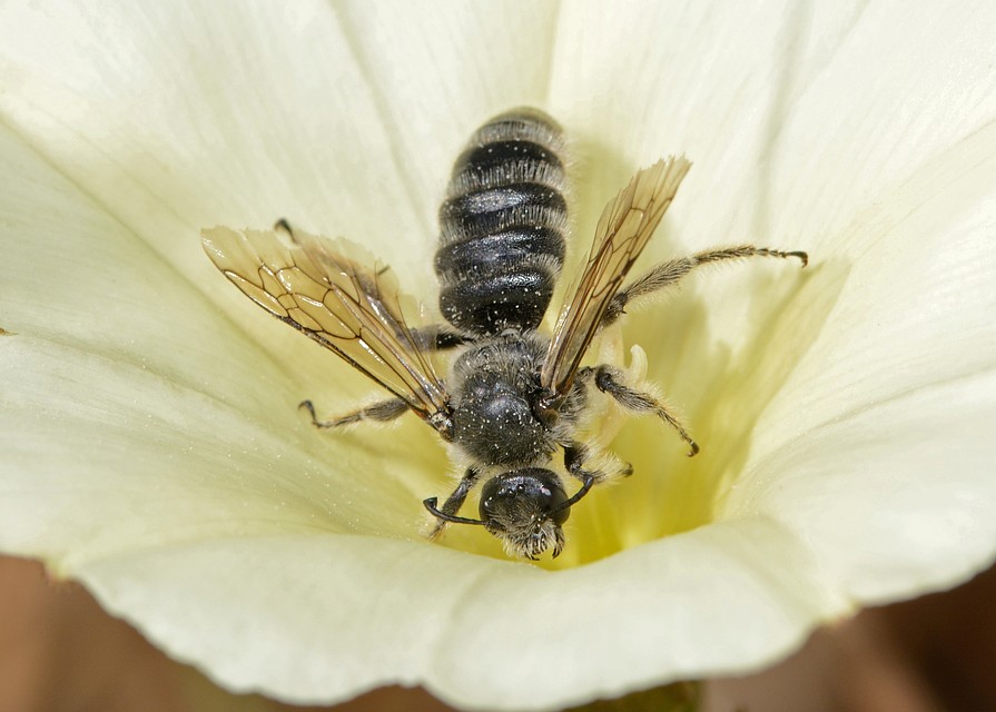 Пчелы семейства Halictidae, которых вытащили из глаза Хи, живут в норках в земле, питаются нектаром и пыльцой. Фото: commons.wikimedia.org/Gideon Pisanty
