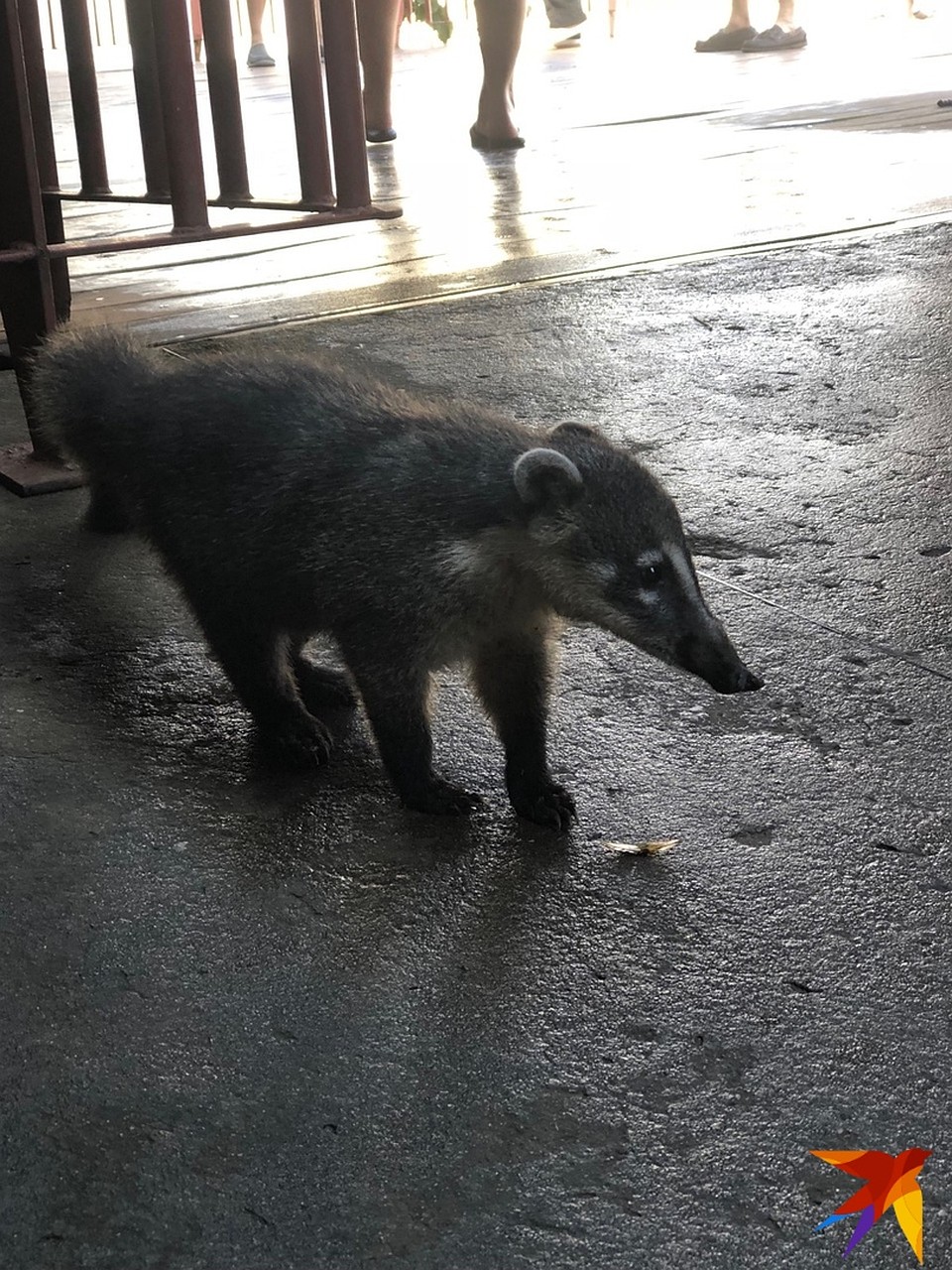 Коати в Игуасу Фото: Алексей КОСЕНЧУК
