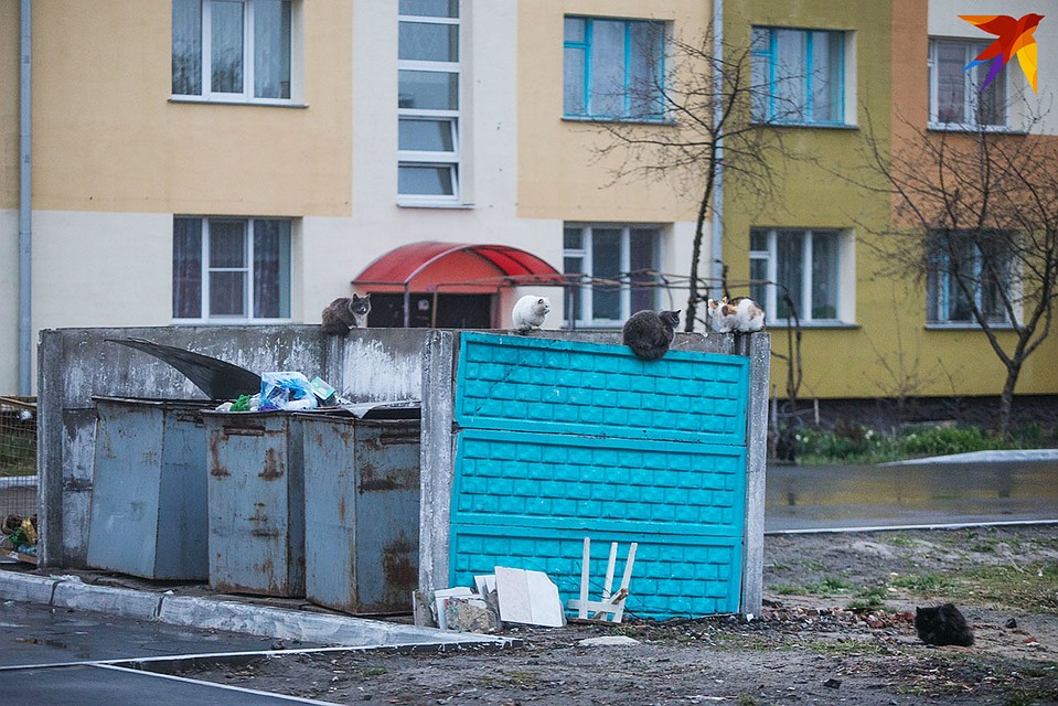 Собрание местных котов. Фото: Павел МАРТИНЧИК