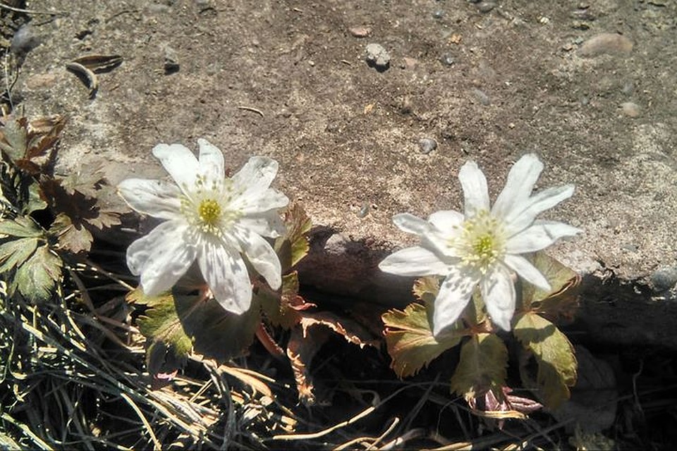 Их в народе называют подснежниками Фото: Мария МИШКИНА