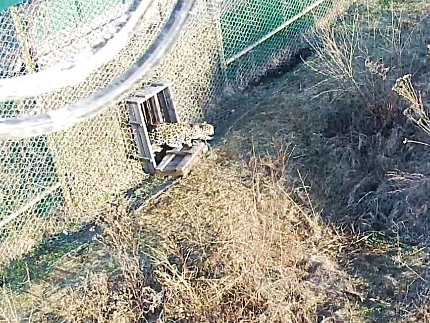 Леопард переехал в новый просторный вольер. Фото: leopard-land.ru