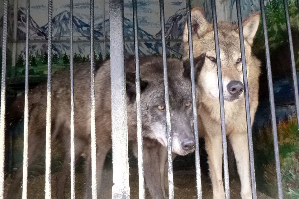 15 хищников задержали на алтайской границе Фото: предоставлено пресс-службой