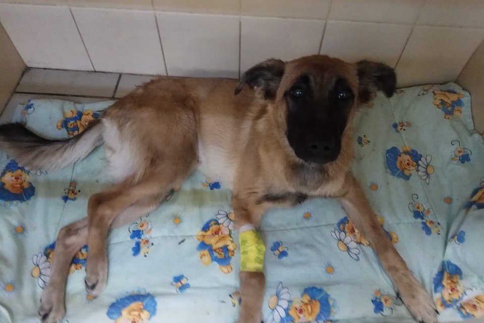 Сейчас за Юттой ухаживают ветеринары и волонтеры. Фото: vk.com/kolpino_cats_and_dogs