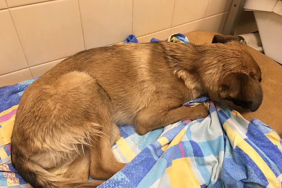 Жестоко выброшенной из окна собаке предстоит лечение. Фото: vk.com/kolpino_cats_and_dogs