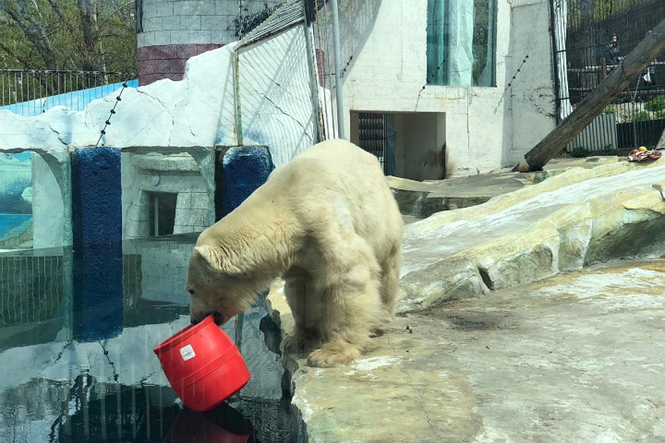 Первый заплыв в этом году белый медведь устроил в День Победы Фото: Зоосад Приамурский им. В.П. Сысоева