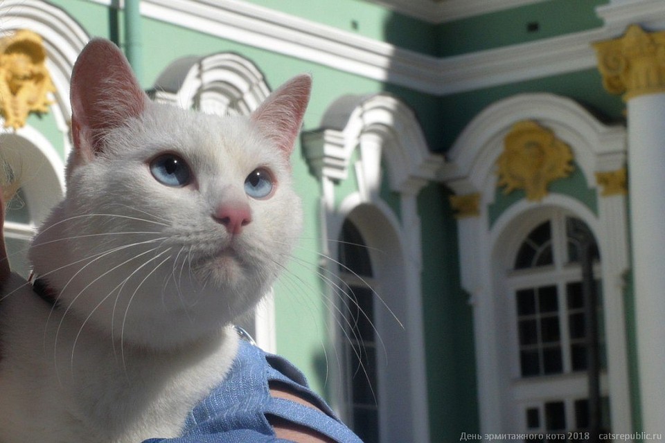 Эрмитажные коты стали брендом не только музея, но и Петербурга – котокультурной столицы Фото: Олег ЗОЛОТО