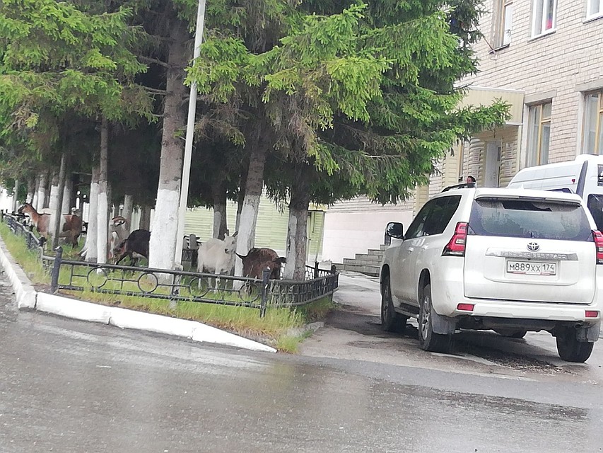 В Нязепетровске козы пасутся возле администрации. Фото: СОЦСЕТИ