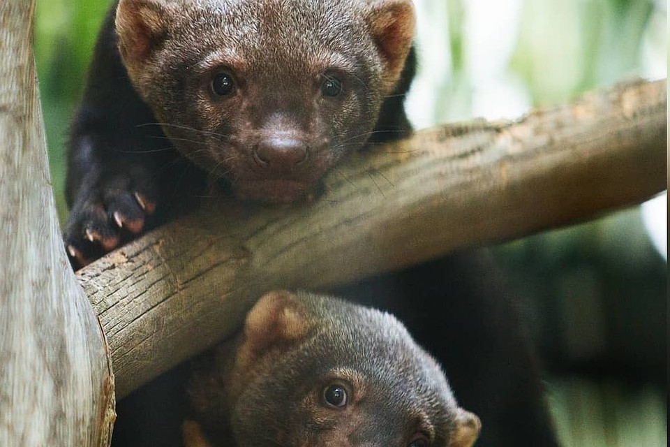 Новосибирский зоопарк тоже получил новых обитателей. Фото: instagram.com/nskzoo.