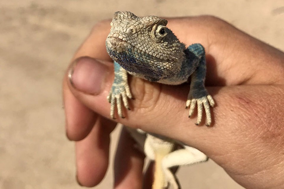 Один из обитателей казахской пустыни. Фото: Григорий МОКЕЕВ
