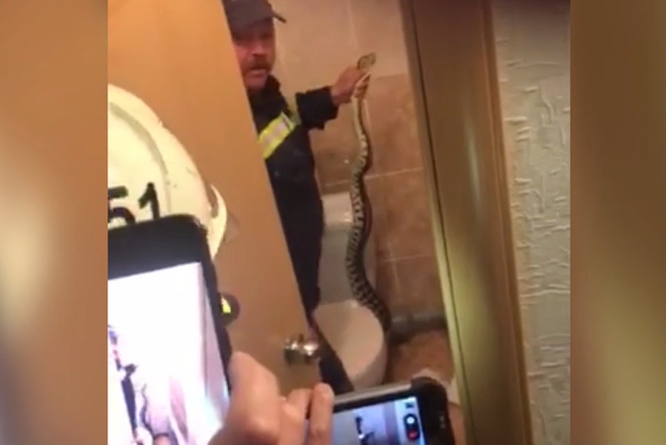 Змею из-за унитаза спасатель достал голыми руками. Скин с видео. Предоставил председатель ТСН Алексей Федорович.