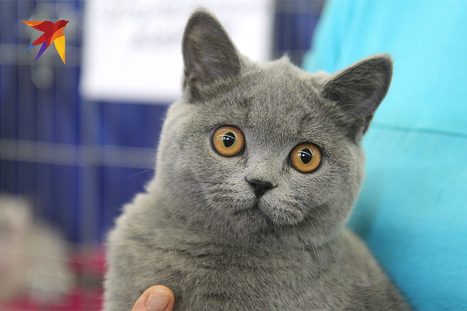 Котенок британской короткошерстной кошки Фото: Юлия ПЫХАЛОВА