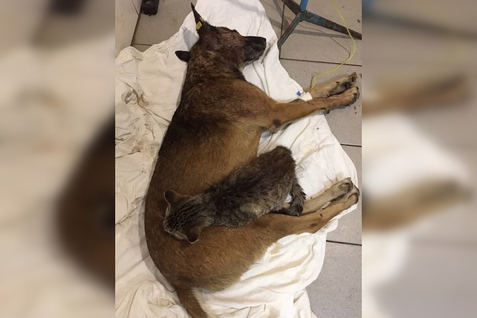 Кот Батя, пес Комбат. Ну чем не батяня Комбат!? Фото: приют "ПИФ"