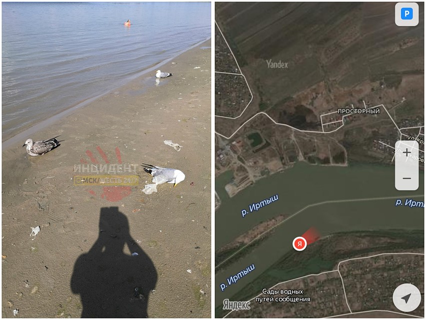 Большое скопление больных и умерших чаек обнаружили под Омском, в этом месте. Фото: vk.com/inci55