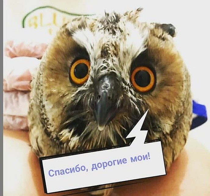 Совенок счастлив и здоров