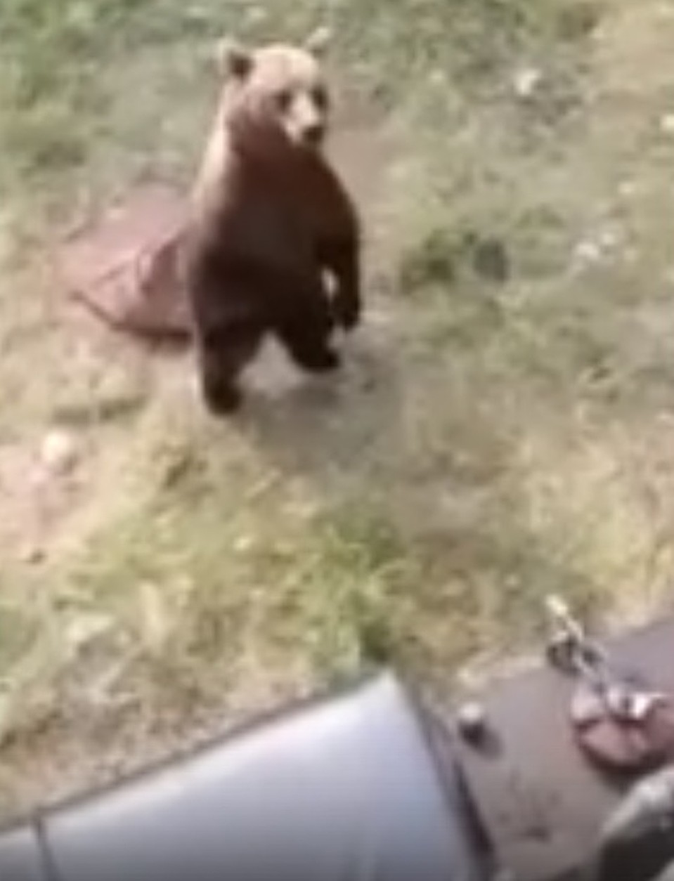 А вы меня не угостите чем-нибудь вкусненьким? Фото: скриншот видео.