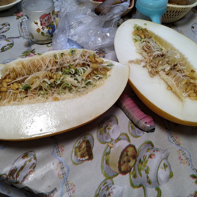Проросший плод становится горьким на вкус, а семена превращаются в ростки. Фото: vk.com