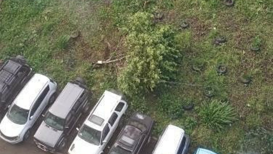 Шилкинская. Ветка приземлилась поблизости с авто. Фото: dpskontrol_125rus