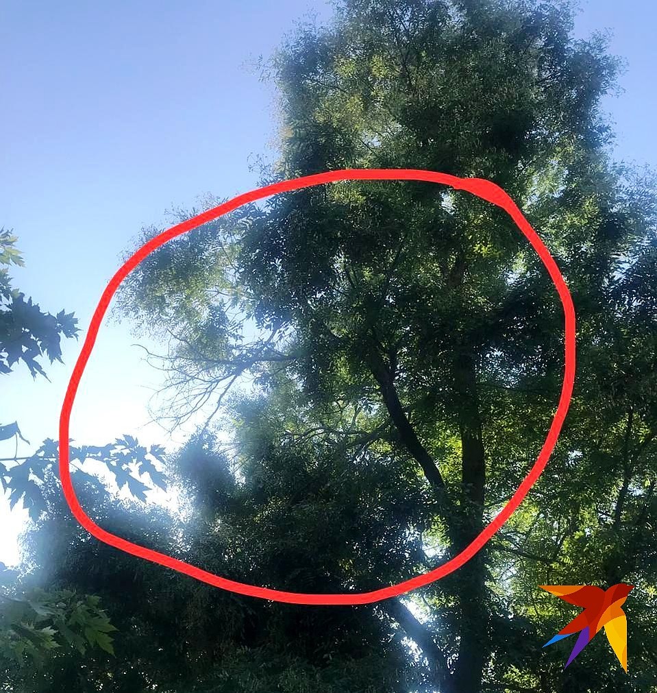 Дерево, с которого упала ветка