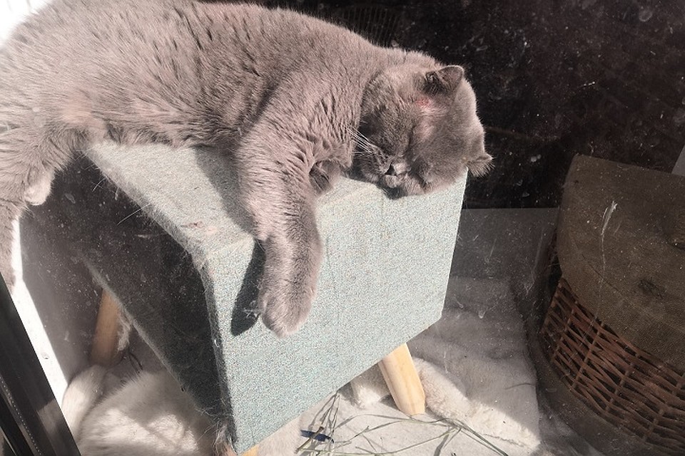 Некоторые коты с ранками, у кого-то слезятся глаза Фото: СОЦСЕТИ