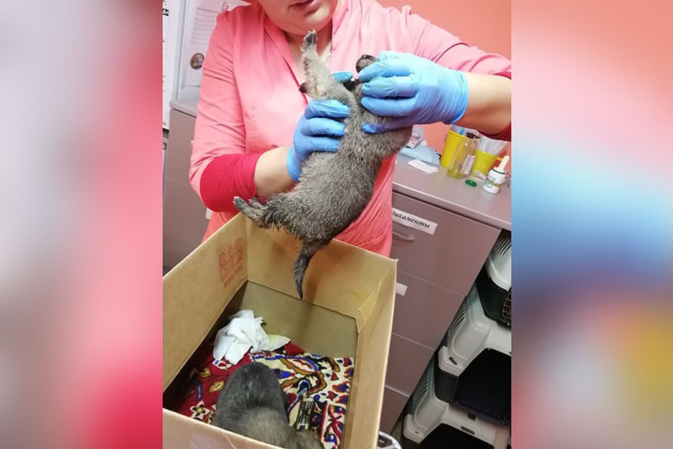 В живых остались только два щенка