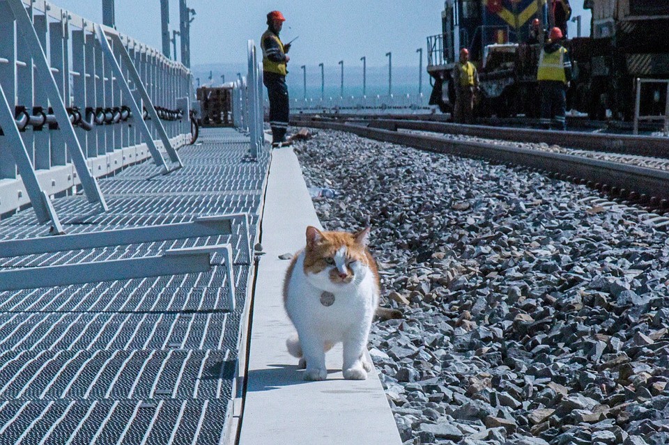 Важный и обаятельный прораб стройки века. Фото: кот Моста/VK