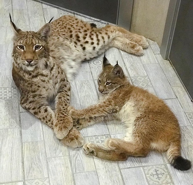 Фото: instagram.com/lynx_and_husky