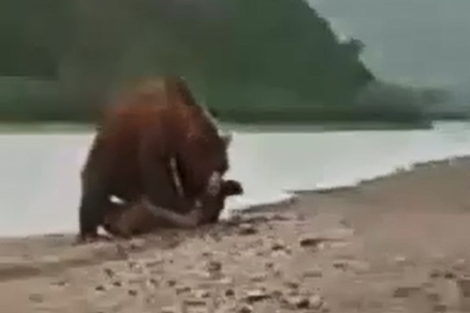 Медведь уже зажал нерпу всем своим весом. Фото: группа Crimburyatia.ru